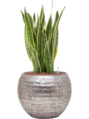 Sansevieria trifasciata 'Laurentii' en Baq Opus Hammered