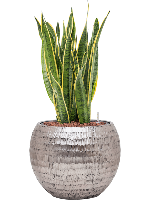 Sansevieria trifasciata 'Laurentii' en Baq Opus Hammered