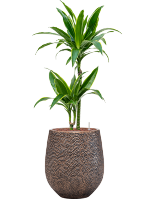 Dracaena fragrans 'Arturo' en Baq Opus Hit