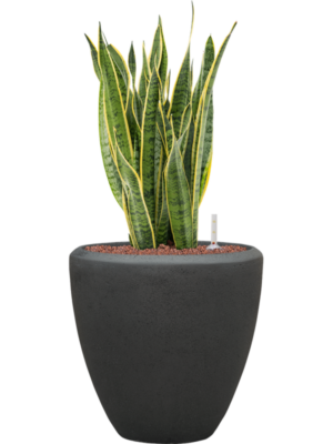 Sansevieria trifasciata 'Laurentii' en Baq Polystone Plain