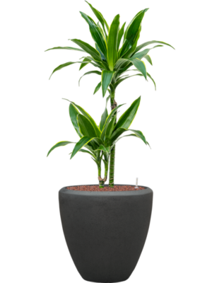 Dracaena fragrans 'Arturo' en Baq Polystone Plain