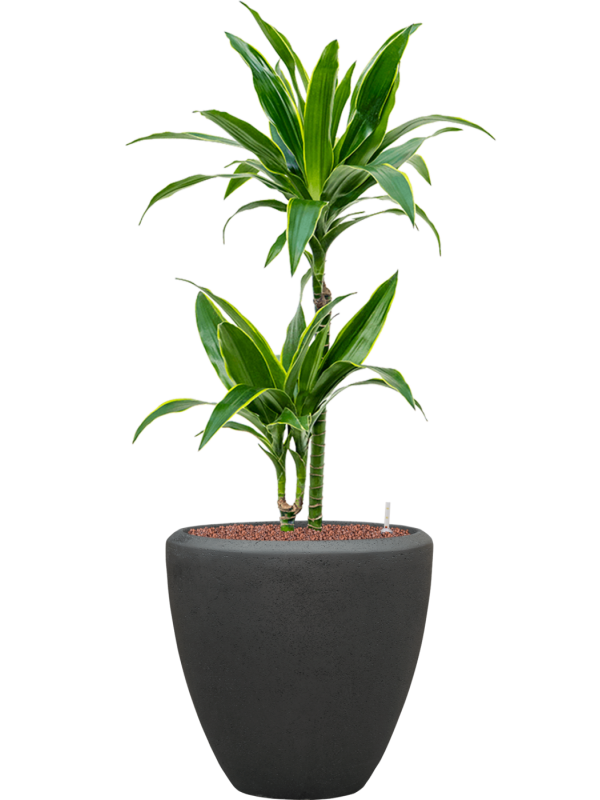 Dracaena fragrans 'Arturo' en Baq Polystone Plain