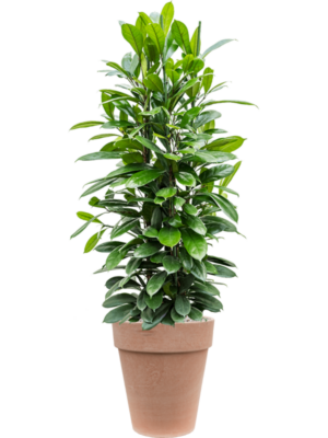 Ficus cyathistipula en Terra Cotta
