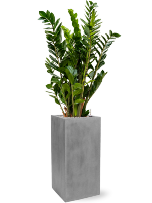 Zamioculcas zamiifolia en Fiberstone