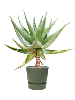 Aloe marlothii en Greenville