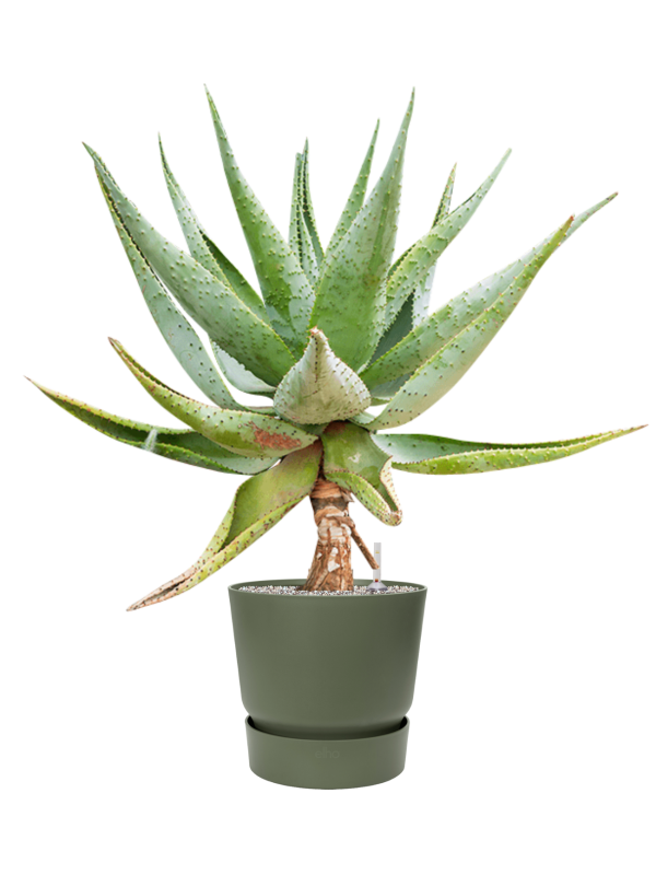 Aloe marlothii en Greenville, Elho