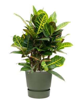 Croton (Codiaeum) variegatum 'Petra' en Greenville