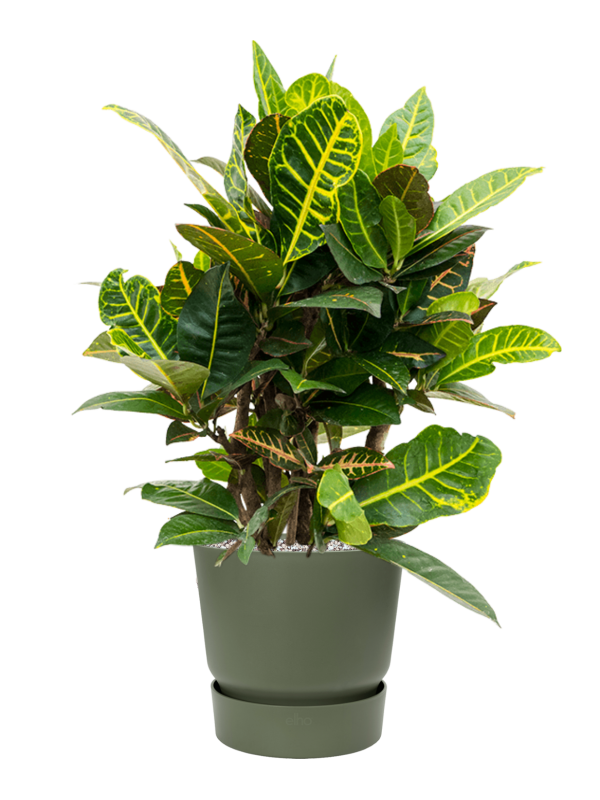 Croton (Codiaeum) variegatum 'Petra' en Greenville, Elho