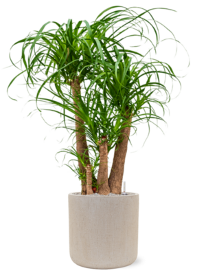 Beaucarnea recurvata en Baq Raindrop