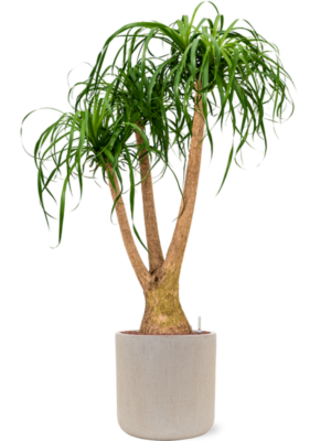 Beaucarnea recurvata en Baq Raindrop