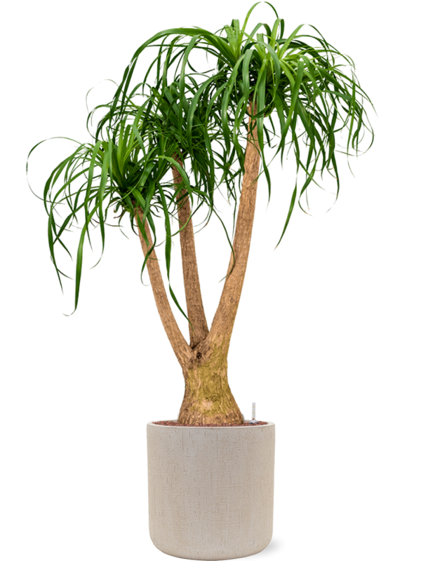 Beaucarnea recurvata en Baq Raindrop