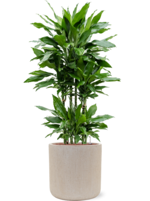 Dracaena fragrans 'Janet Lind' en Baq Raindrop