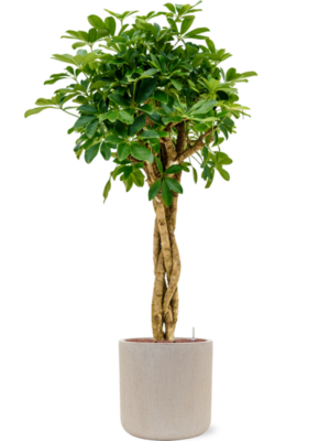 Schefflera arboricola 'Compacta' en Baq Raindrop