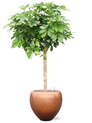 Schefflera arb. 'Gold Capella' en Baq Metallic Silver leaf