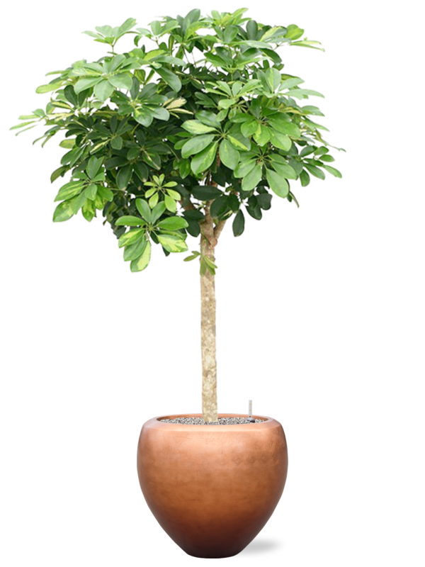 Schefflera arb. 'Gold Capella' en Baq Metallic Silver leaf