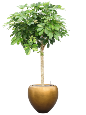 Schefflera arb. 'Gold Capella' en Baq Metallic Silver leaf
