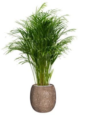 Dypsis (Areca) lutescens en Baq Polystone Coated Plain