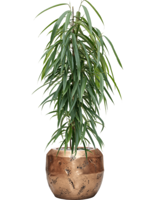 Ficus binnendijkii 'Alii' en Baq Opus Raw