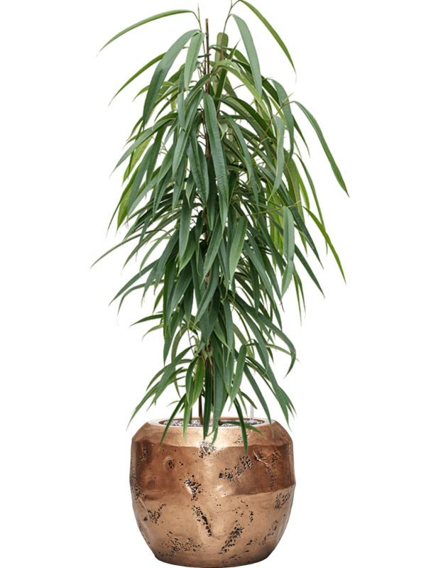 Ficus binnendijkii 'Alii' en Baq Opus Raw