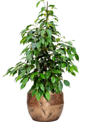 Ficus benjamina 'Danielle' en Baq Opus Raw