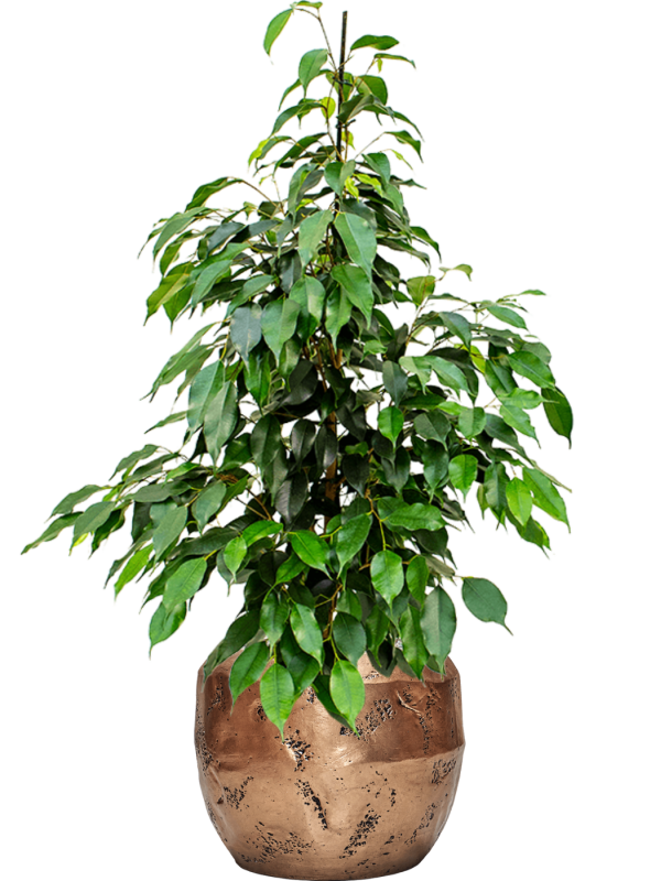 Ficus benjamina 'Danielle' en Baq Opus Raw