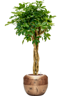 Schefflera arboricola 'Compacta' en Baq Opus Raw