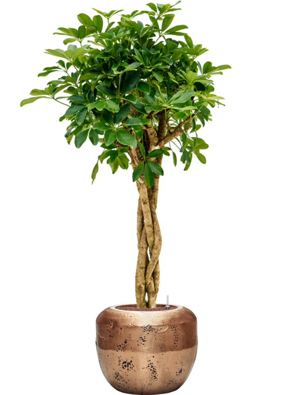 Schefflera arboricola 'Compacta' en Baq Opus Raw
