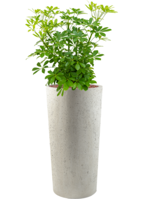 Schefflera arboricola 'Compacta' en Grigio