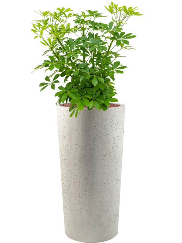 Schefflera arboricola 'Compacta' en Grigio, Luca Lifestyle