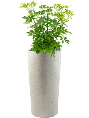 Schefflera arboricola 'Compacta' en Grigio