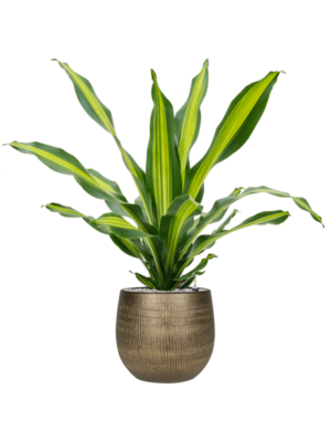 Dracaena fragrans 'Burley' en Ryan