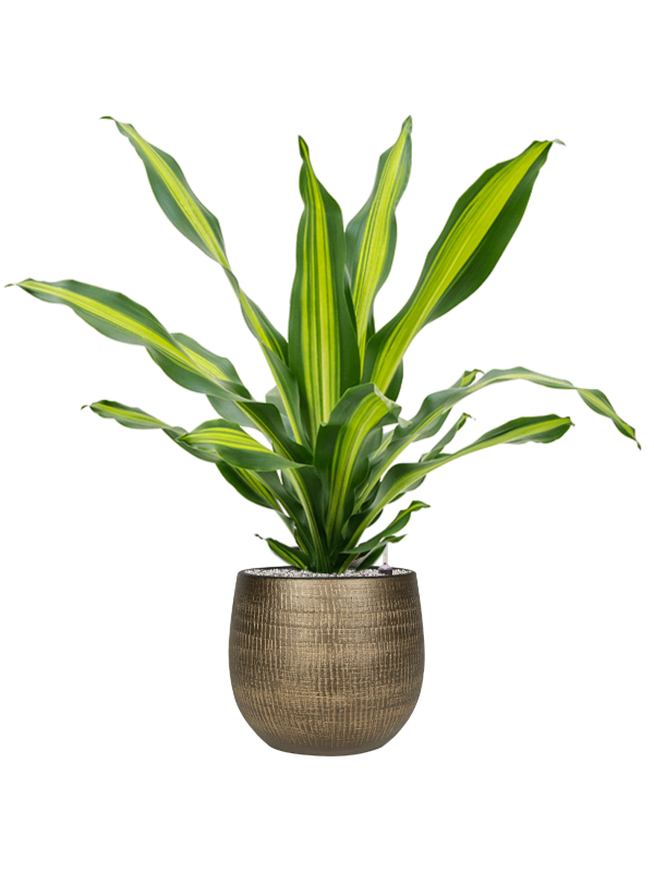 Dracaena fragrans 'Burley' en Ryan, Ter Steege