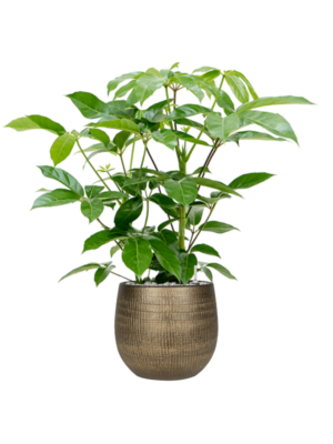 Schefflera actinophylla 'Amate' en Ryan