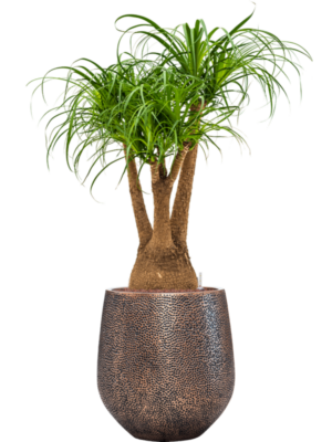 Beaucarnea recurvata en Baq Opus Hit