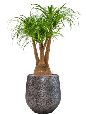 Beaucarnea recurvata en Baq Opus Hit