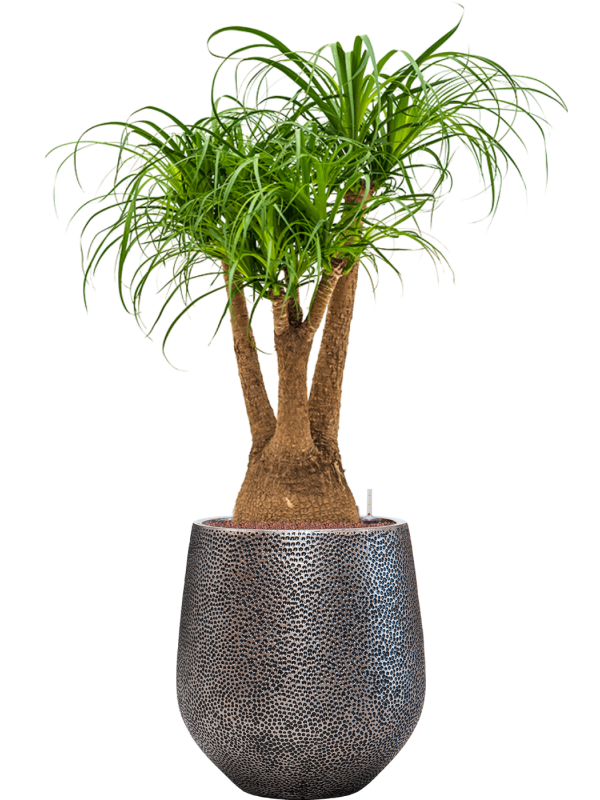Beaucarnea recurvata en Baq Opus Hit