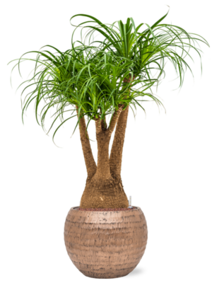 Beaucarnea recurvata en Baq Opus Hammered
