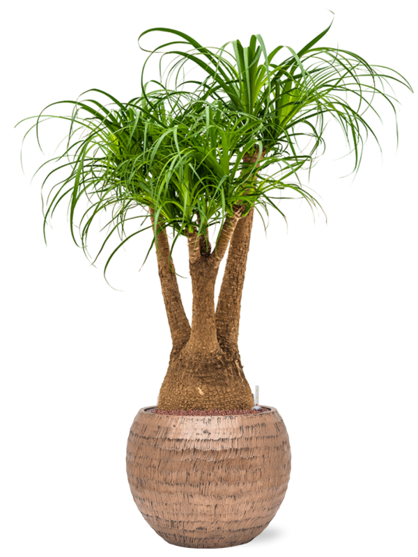 Beaucarnea recurvata en Baq Opus Hammered