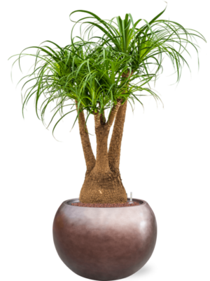 Beaucarnea recurvata en Baq Metallic Silver leaf