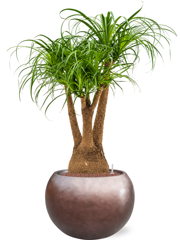 Beaucarnea recurvata en Baq Metallic Silver leaf