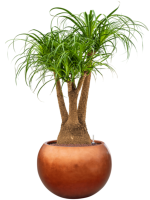 Beaucarnea recurvata en Baq Metallic Silver leaf