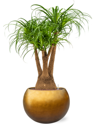 Beaucarnea recurvata en Baq Metallic Silver leaf