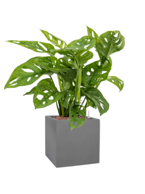 Monstera obliqua en Natural