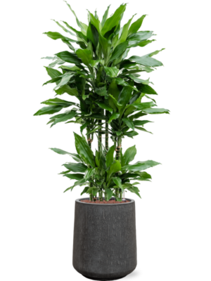 Dracaena fragrans 'Janet Lind' en Baq Raindrop
