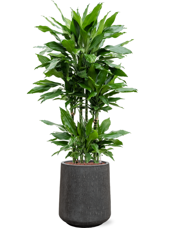 Dracaena fragrans 'Janet Lind' en Baq Raindrop