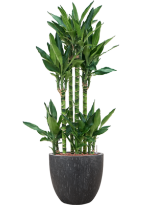 Dracaena fragrans 'Burundii' en Baq Raindrop