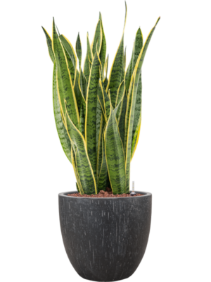 Sansevieria trifasciata 'Laurentii' en Baq Raindrop