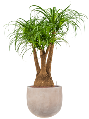 Beaucarnea recurvata en Terra Cotta Omar