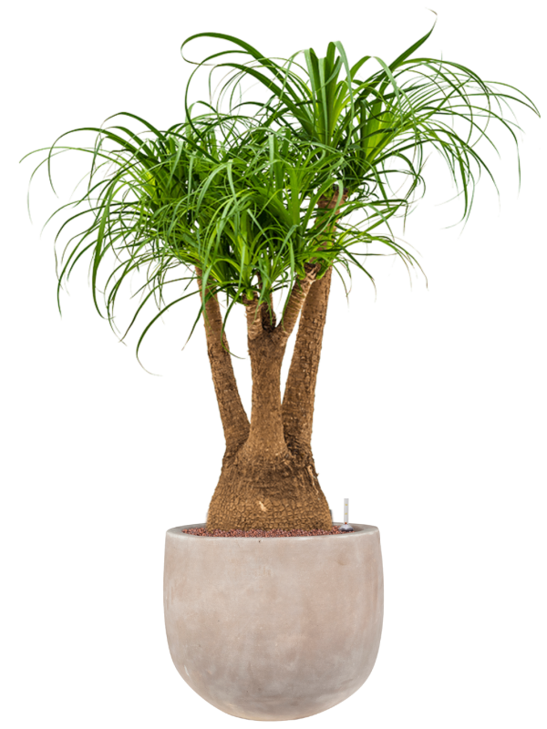 Beaucarnea recurvata en Terra Cotta Omar, Ter Steege
