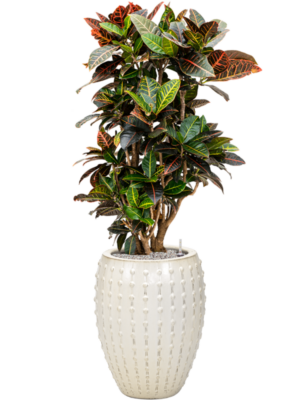 Croton (Codiaeum) variegatum 'Petra' en Laos